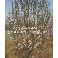 龍柱碧桃價格桃楓園林批發地最佳樹種出售