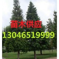 中山杉價格，中山杉小苗，中山杉產地