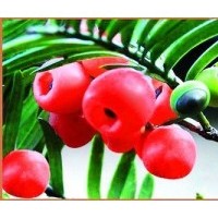 東北紅豆杉樹苗、東北紅豆杉苗、紅豆杉種苗、紅豆杉苗價格