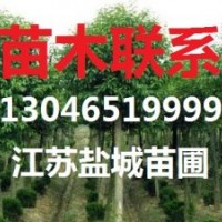 大葉女貞價格，8公分大葉女貞價格，江蘇8公分大葉女貞價格