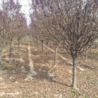 紅葉李，安徽紅葉李，紅葉李價(jià)格，紫葉李