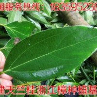 天竺桂 天竺桂基地 天竺桂苗圃 天竺桂小苗 福建天竺桂價格