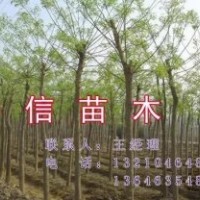 供應工程用苗