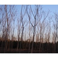 椿樹(shù)價(jià)格_保定椿樹(shù)價(jià)格批發(fā)_椿樹(shù)大漢綠洲廠(chǎng)家