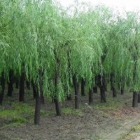 河北凱達苗木基地常年低價供應河北垂柳河北速生柳河北香花槐
