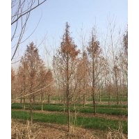 大豐水杉 水杉價(jià)格