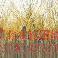 凱達苗木供應河北垂柳 河北臭椿 河北金葉榆