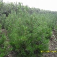 供應白皮松3500株