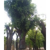 皂角樹大規(guī)格皂角樹價(jià)格