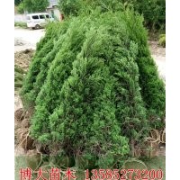 基地低價(jià)直銷1米蜀檜價(jià)格，1.5米蜀檜價(jià)格，2米蜀檜價(jià)格