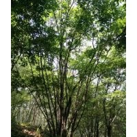 銷售各種規格叢生元寶楓、叢生五角楓、叢生蒙古櫟