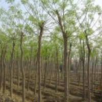 別 稱槐樹 槐蕊 豆槐 白槐國(guó)槐價(jià)格更新 國(guó)槐報(bào)價(jià)