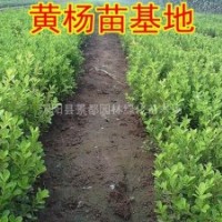 基地大量批發園林綠化苗木小葉黃楊 瓜子黃楊彩色綠化苗木小苗
