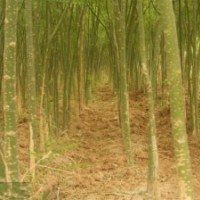 2公分國槐價格