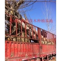 法桐基地那里多18公分法桐多少錢(qián)一棵