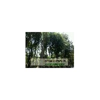 成都價格樸樹苗圃基地