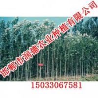 河北楊樹【邯鄲潤德農業】楊樹價格