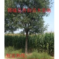 國槐樹，15公分國槐樹最新信息