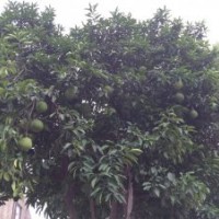 供應(yīng)20公分移栽香泡樹，22公分骨架香泡樹，香泡樹價(jià)格優(yōu)惠