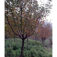 供應四川高桿晚櫻/最實惠的四川高桿晚櫻，哪里有賣