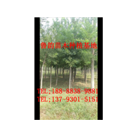 哪里有國(guó)槐樹，哪里有6公分國(guó)槐樹