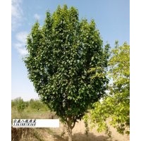 供應15公分八棱海棠樹