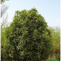 供應中華石楠，老式石楠，大葉女貞，紫葉李，紫薇