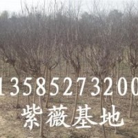 紫薇價格報價、江蘇產地紫薇價格報價