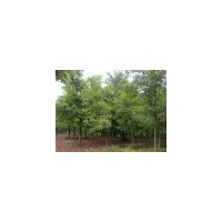 杜英//江西杜英苗木基地