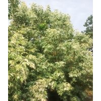 粉葉復葉槭、復葉槭、彩葉苗木、喬木