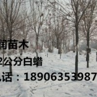 5公分國槐白蠟價格_5公分國槐白蠟價格供應_山東聊城—