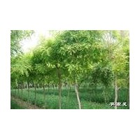 各種規(guī)格白蠟國(guó)槐直銷(xiāo)商