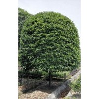 桂花專業戶批發銷售基地
