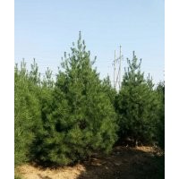 藍(lán)田聚慶苗圃大量供應(yīng)白皮松、櫻花、玉蘭