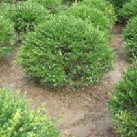 自產自銷50-120瓜子黃楊球