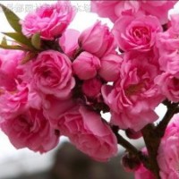 紅梅、綠梅、垂梅、龍游梅、白梅、臘梅