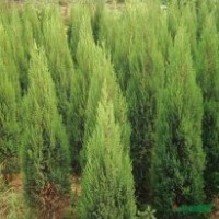 松柏類植物-塔松，塔柏，刺松檜柏北京檜萬峰檜