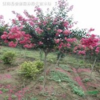 法桐、大葉女貞、櫻花、紫荊、紫薇、枇杷、紫葉李