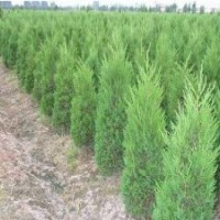大量供應：龍柏,蜀檜,扶芳藤,衛矛,檜柏,紅葉小檗