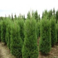 2015年供應蜀檜高2至3米，2米20元，電話13507665695