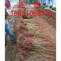 連翹價格，連翹種植基地，批發連翹，連翹圖片