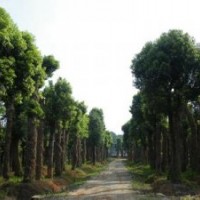 供應湖南野生香樟，原生香樟，尺寸一應俱全