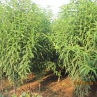 哪里有掃帚桃？山東--掃帚桃種植基地