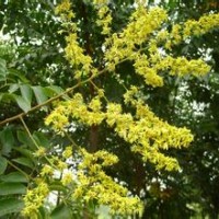 河北欒樹欒樹價格欒樹報價欒樹規(guī)格綠化苗木河北苗木國槐欒樹白蠟