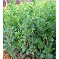 大量供應(yīng)小苗:熊掌木小苗、龜甲冬青小苗、六月雪小苗
