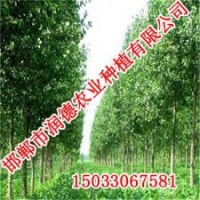河北108楊【邯鄲潤德農業】108楊價格