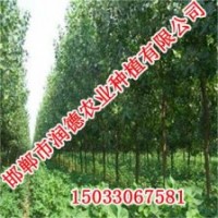 河北歐美楊【邯鄲潤德農業】歐美楊價格