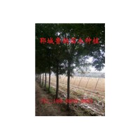 哪里有8公分原生冠國(guó)槐樹