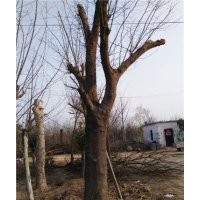 皂角樹大規(guī)格皂角樹價(jià)格
