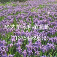 河北苗木/河北苗木價(jià)格金葉蕕